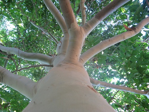 Photo of a eucalyptus tree.