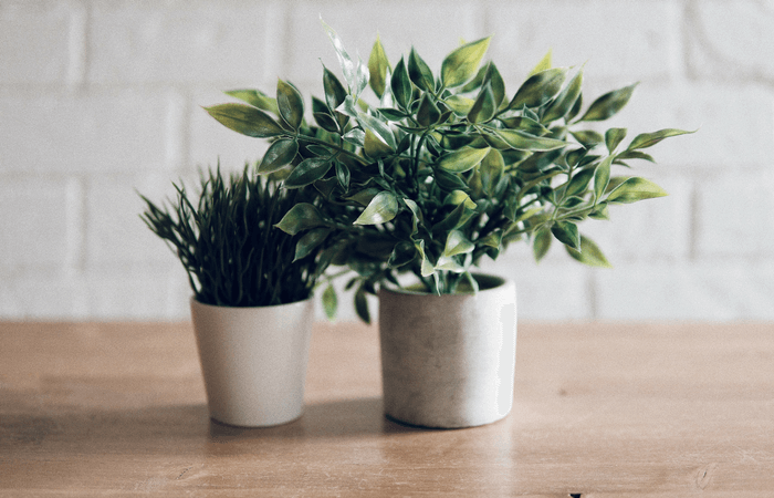 plants on table