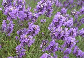 lavender-1