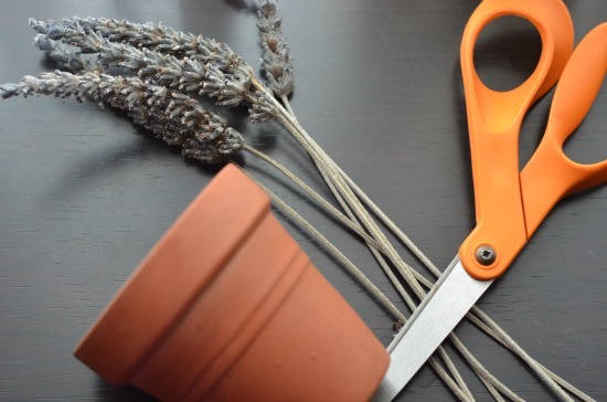 cutting dried lavender