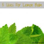 5 Uses for Lemon Balm