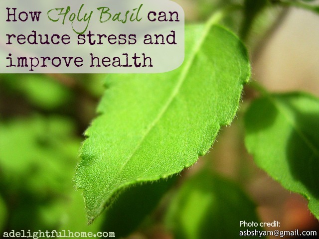 how holy basil can reduce stress and improve health