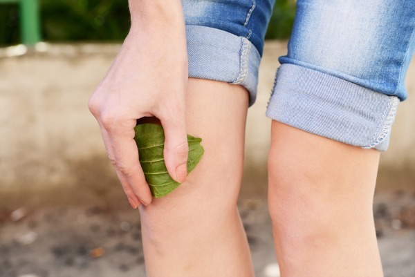 Plantain leaves on knee outdoors