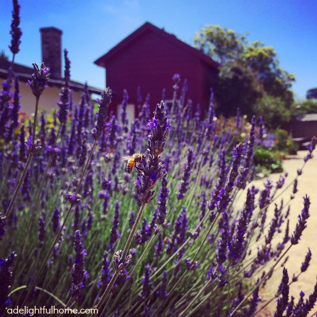 bee and lavender