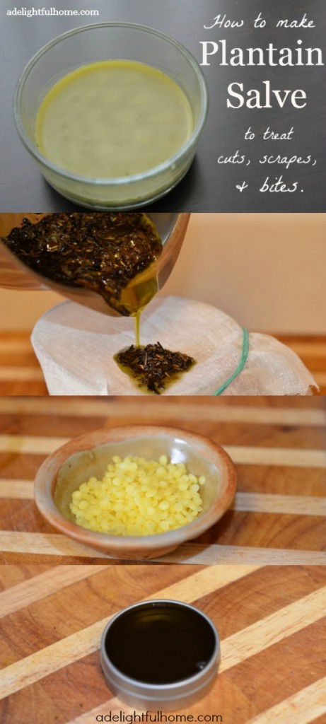 DIY plantain salve