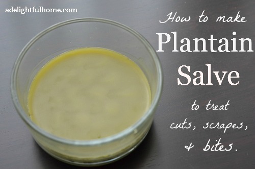 How to Make Plantain Salve | ADelightfulHome.com