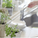 Herbs to Grow in Your Kitchen