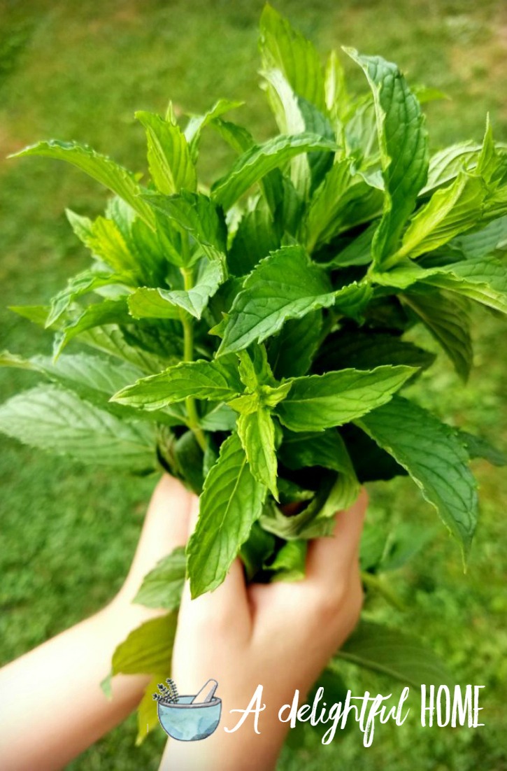 10 Creative Uses for Mint | aDelightfulHome.com