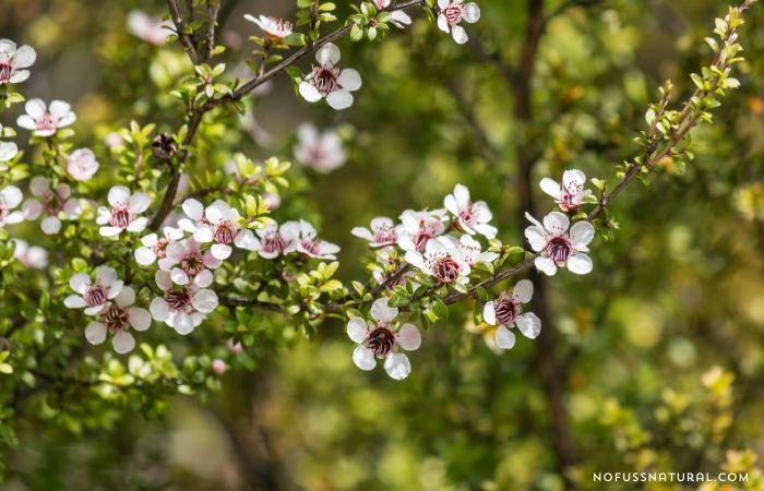 manuka tree in bloom