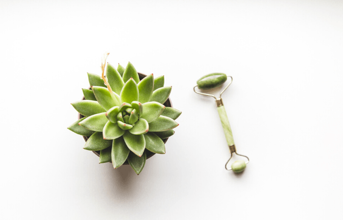 jade facial roller and succulent plant 