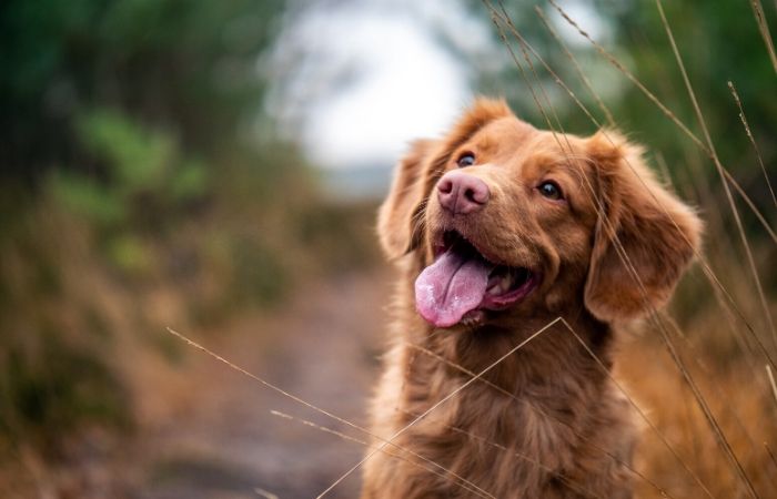 dog with healthy coat