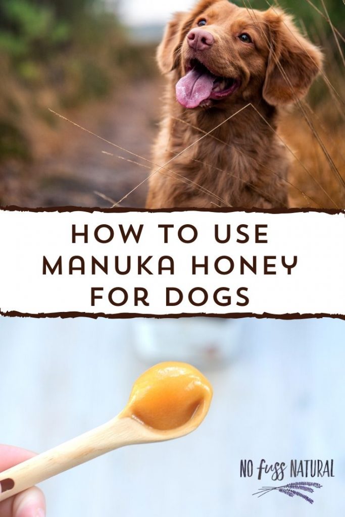 Manuka Honey for Dogs How to Use It LaptrinhX / News